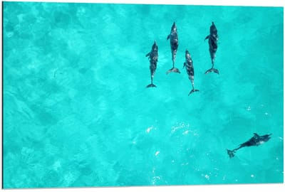 Dibond - Orka's in Tropische Zee - 90x60cm Foto op Aluminium (Wanddecoratie van metaal)