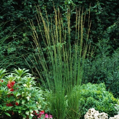 Plants Online BV - Planten - Tuinplanten - Siergrassen - Set van 1 - Pijpenstrootje 'Heidebraut'