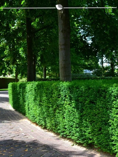 Venijnboom Taxus baccata 100-120 cm, 5x Haagplant