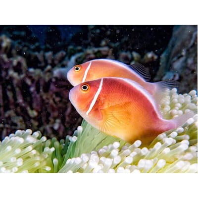 Daimond peinture croix-interrupteur  poisson rouge  diamant peinture pleine ronde strass peinture broderie 20X30CM