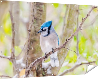 Gards Tuinposter Blauwe Gaai Vogel in de Sneeuw - 180x120 cm - Tuindoek - Tuindecoratie - Wanddecoratie buiten - Tuinschilderij