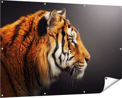 Gards Tuinposter Zijaanzicht van een Tijger - Tijgerkop - 150x100 cm - Tuindoek - Tuindecoratie - Wanddecoratie buiten - Tuinschilderij