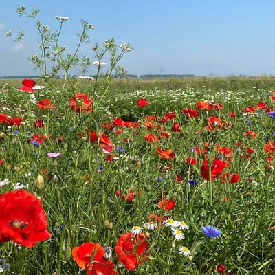 Binnen bebouwde kom - Veldbloemenmengsel meerjarig - 100gr. - Advanta