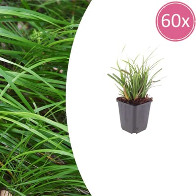 Tuinplantenshop.com | Carex morrowii | 60 stuks - Ø9cm - 10-25cm hoog - Tuinplant