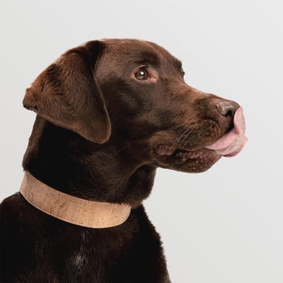 Halsband voor Honden met AirTag Compatibiliteit - M (36-43 cm), Natuurlijke Kleur