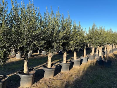 Sunny Tree - Boom - Olijfboom - Groenblijvend - 40 jaar oud- 220 cm - Winterhard