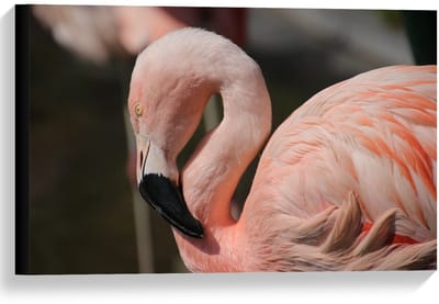 Canvas  - Flamingo met Gebogen Nek - 60x40cm Foto op Canvas Schilderij (Wanddecoratie op Canvas)