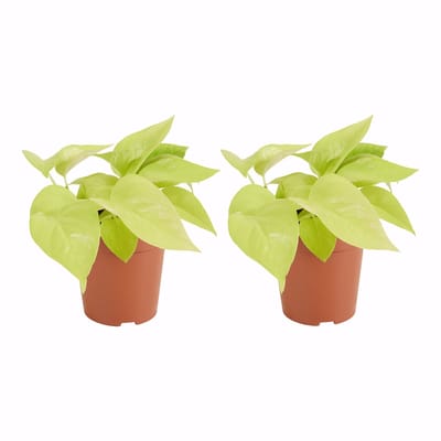 Bloomique - Set van 2 - Scindapsus Epipremnum Golden Photos - Hangplant - Ook geschikt als Klimplant - Kamerplanten - Luchtzuiverend - Gemakkelijk in onderhoud - Hoogte 15-20 cm - Pot 12 cm