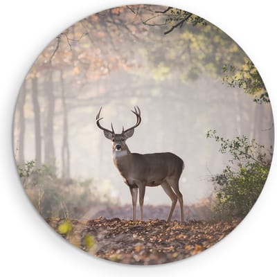 Saammp Muurcirkel Hout - Hert in het bos - Natuur - Dieren - Ø 90 - Wandcirkel - Wanddecoratie Cirkel - Muurdecoratie Woonkamer - Slaapkamer decoratie - Rond Schilderij