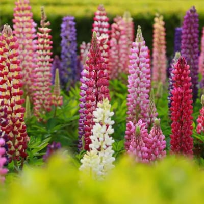 Lupine Gallery Gemengd - Lupinus - Vaste planten - Bijen-Vlinders - Snijbloemen - Geurend - Zomerbollen - Voorjaarsbollen