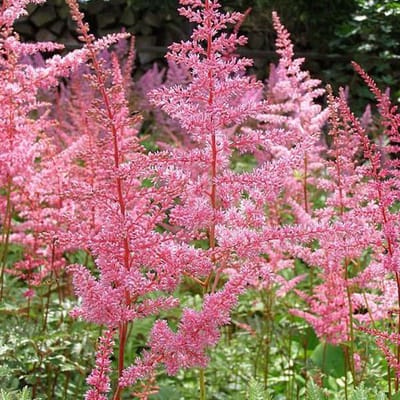 6 x Astilbe Arendsii 'Cattleya' - Astilbe Pot 9x9 cm - Roze Pluimvormige Bloemen