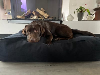 Dog's Companion - Hondenkussen / Hondenbed dark steel bouclé - S - 70x50cm
