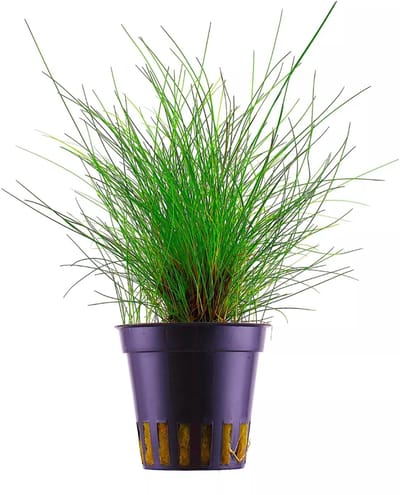 Aquaflora Eleocharus Parvula - In 5 CM Pot