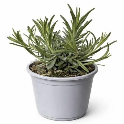 Lavendel 'Munstead' - kruidenplant in Pot – Buitenplant voor Balkon, Terras of Tuin – Trekt Bijen en Vlinders aan – 2 Stuks