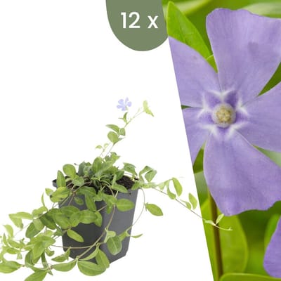 Plants by Frank | 12 Blauwe Maagdenpalm planten | Vinca minor | Winterharde bodembedekker planten | tuinplanten | Winterharde vaste planten meerjarig | Winterharde tuinplanten