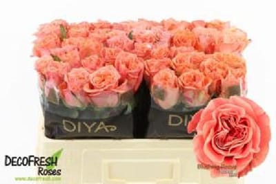 10x Rosa blushing reeva 50cm