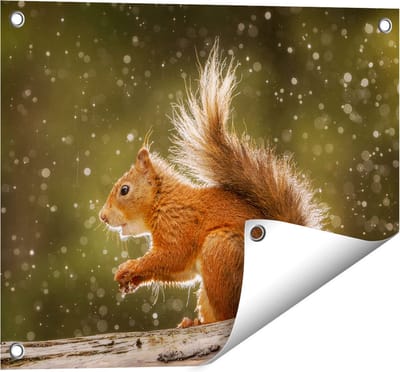 Gards Tuinposter Eekhoorn in de Regen - 50x40 cm - Tuindoek - Tuindecoratie - Wanddecoratie buiten - Tuinschilderij