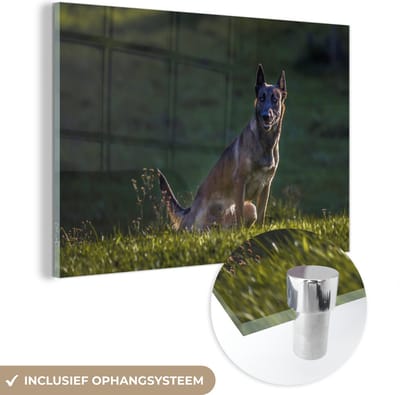 ® Glasschilderij 180x120 cm - Schilderij acrylglas - Een Mechelse herder waakt over zijn weiland - Foto op glas - Muurdecoratie woonkamer - Wanddecoratie slaapkamer - Schilderijen