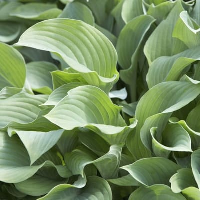 6x Hartlelie - Hosta ‘Krossa Regal’ - Pot 9x9cm