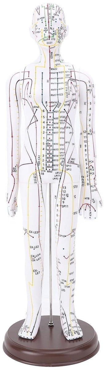 Dailygoods- Acupunctuurmodel 20 Inch - PVC - Anatomie Model - High Definition Gravure - Stabiele Basis - Voor Studenten - Anatomiemodel