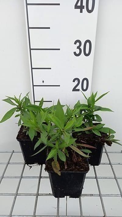 6x Aster - Aster dum. 'Mittelmeer' | 9x9 cm pot