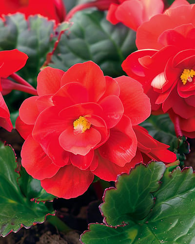 2 sets - Begonia Zaden Rode Komeet F1 Begonia Semperflorens Eenjarig
