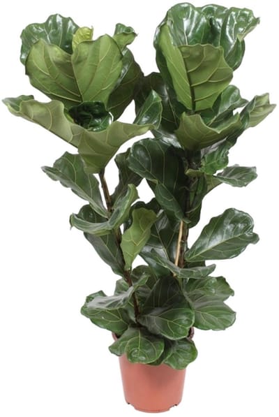 Vioolbladplant,Tropische Kamerplant, Ficus Lyrata Ø27- 100cm Hoog