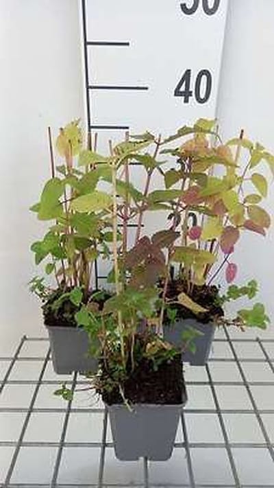 6x Bergamotplant - Monarda didyma | 9x9 cm pot