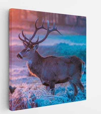 Saammp Canvas Schilderij - hert met zonsopgang en bevroren gras - Natuur - Dieren - 20x20 - Foto op canvas - Wanddecoratie - Muurdecoratie Woonkamer - Slaapkamer decoratie - Canvas Print