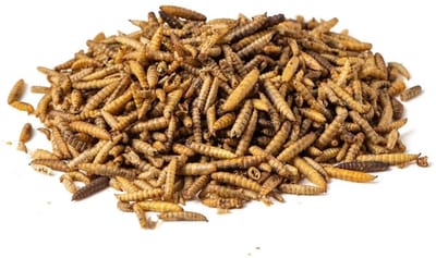 Dailygoods- Soldaatvlieglarven 5kg - Voedingssupplementen - Diervoeder - Eiwit- en calciumrijk - Geschikt voor siervogels - Niet geschikt voor humane consumptie - Voedingssupplement