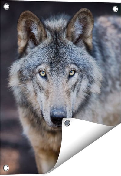 Gards Tuinposter Wolvenkop - Grijze Wolf - 40x50 cm - Tuindoek - Tuindecoratie - Wanddecoratie buiten - Tuinschilderij
