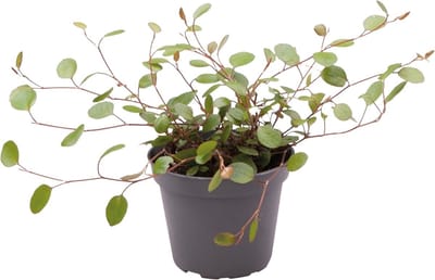 Muehlenbeckia Complexa - Terrariumplant