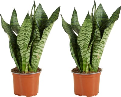 Bloomique - Set van 2 - Sansevieria Zeylanica - Vrouwentong - Kamerplanten - Luchtzuiverend - Zeer Gemakkelijk te Verzorgen - Hoogte 30-40 cm - Pot 12 cm