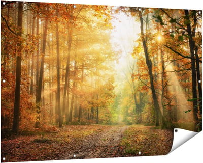 Gards Tuinposter Herfstbos met Zonneschijn - 150x100 cm - Tuindoek - Tuindecoratie - Wanddecoratie buiten - Tuinschilderij
