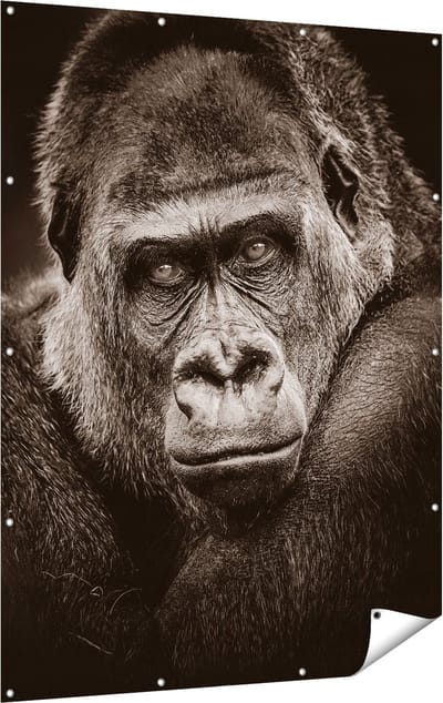 Gards Tuinposter Gorilla - Zwart Wit - 120x160 cm - Tuindoek - Tuindecoratie - Wanddecoratie buiten - Tuinschilderij