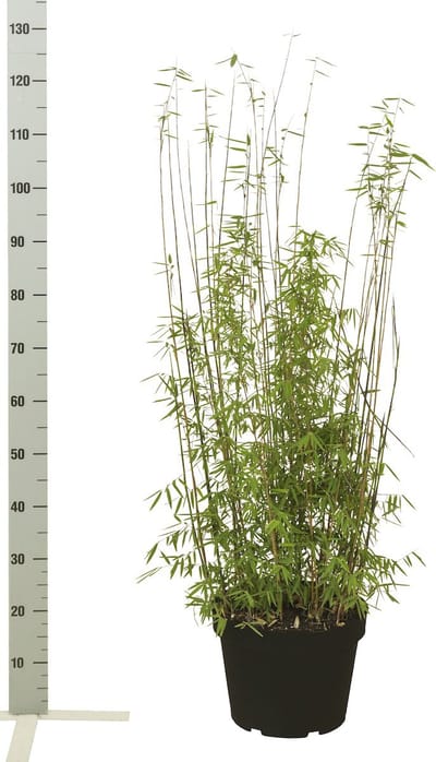 Plants Online - Haagplanten - Fargesia jiuzhaigou - Pot 80-100 cm - set van 10 - Groeit breed uit - Prachtige herfstkleur - Snelle groeier - Zeer winterhard