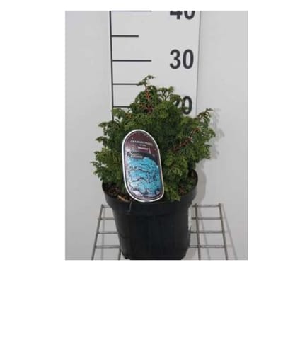 Chamaecyparis obtusa 'Maureen' - Hinokicipres 15 - 20 cm in pot