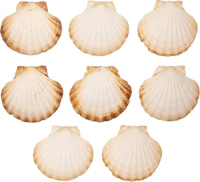 Famanu – Natuurlijke schelpschalen decoratie, set van 8 ronde schelpen, geschikt keuken, woondecoratie, knutselen en doe-het-zelf projecten