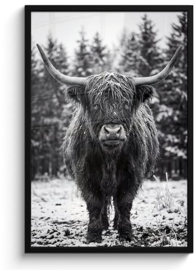 Poster in lijst - Fotolijst 60x90 cm - Posters - Schotse hooglander - Zwart - Wit - Sneeuwvlokken - Posterlijst zwart - Decoratie - Wanddecoratie woonkamer - Muurdecoratie slaapkamer