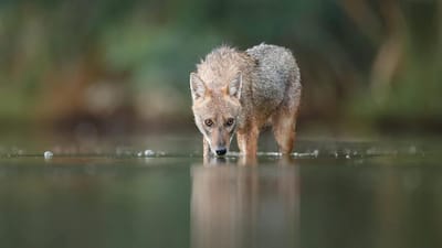 Houten Legpuzzels - Unieke Vorm Puzzel - Ontspannende Hobby - Gemaakt van Hout - 3000 Stukjes - Kleurrijk