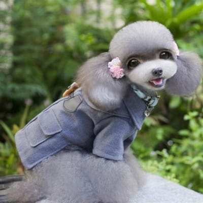 Manteau en laine pour animaux de compagnie, automne-hiver, vêtements pour animaux de compagnie, manteau pour chien, coupe-vent pour chien, manteau mignon et sortant, pull pour petits chiens, vêtements pour chiots XL