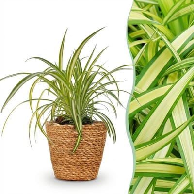 Plantenboetiek.nl | Chlorophytum comosum Variegatum - Bonte Graslelie - Huisdiervriendelijke Plant - Groen - met Mand - Ø12cm - 20cm hoog - Kamerplant - Arrangement - Plant met pot