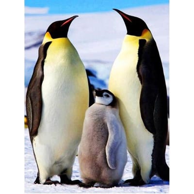 Peinture diamant 5D pingouin, point de croix, broderie diamant, strass animaux 20X30CM black