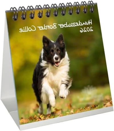 Tafelkalender Honden - Hondenmotieven Kalender - Dagelijkse Planning - Inclusief Hangers - 10 x 10 cm - Multicolor