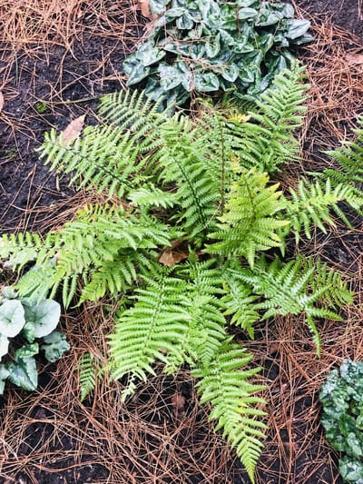 6x Goudschubvaren - Dryopteris Affinis | 9x9 cm pot