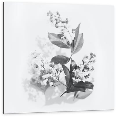 Dibond - Zwart Wit Foto van bloemen  - 100x100cm Foto op Aluminium (Wanddecoratie van metaal)