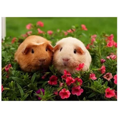 5D Diy Diamond Schilderen Volledige Ronde Borduurpakketten Schattige Dieren Cavia Patronen Borduren 40X50CM