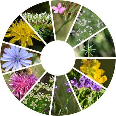 Wildebrassen - Wild bloemenmengsel zaden