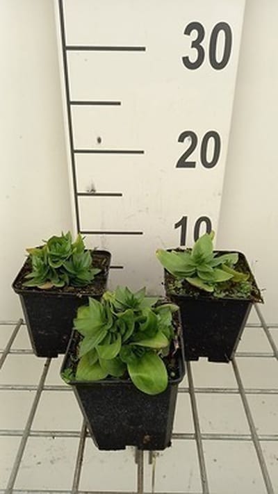 6x Ooievaarsbek - Gentiana asclepiadea | 9x9 cm pot
