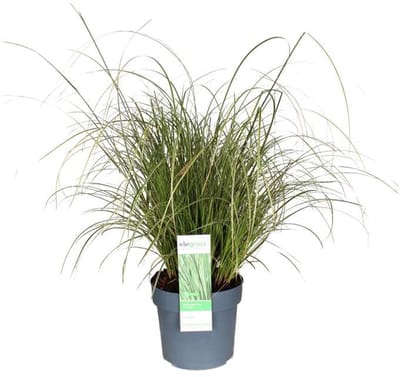 JUNAVERA Carex brunnea (zegge) | 20 cm hoog | In 9 cm pot | Wintergroen siergras voor tuin en balkon